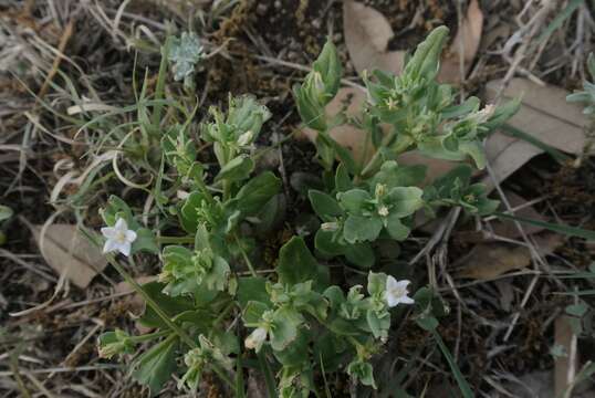 Imagem de Spigelia hedyotidea A. DC.