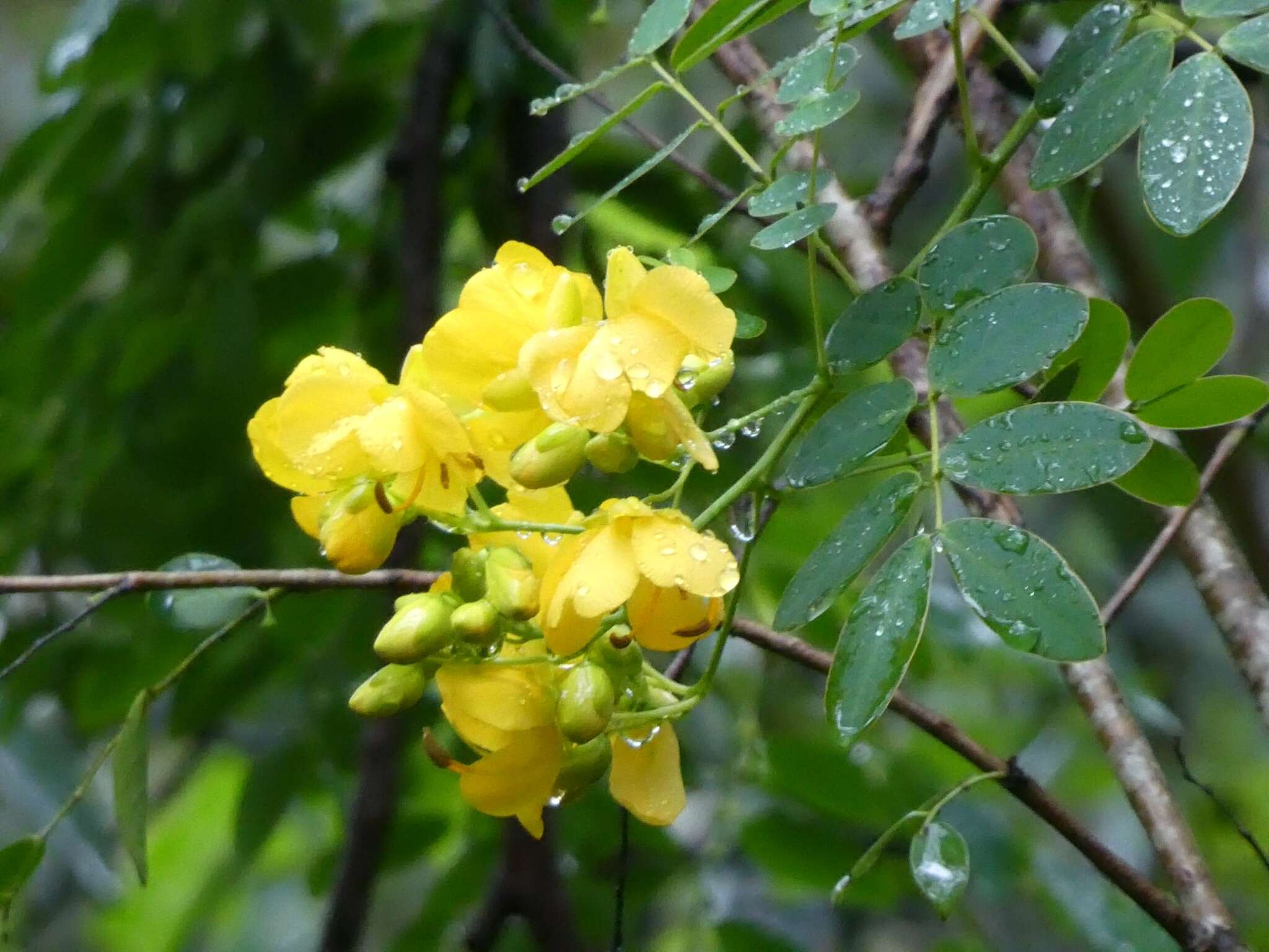 Senna pendula var. glabrata (Vogel) H. S. Irwin & Barneby resmi