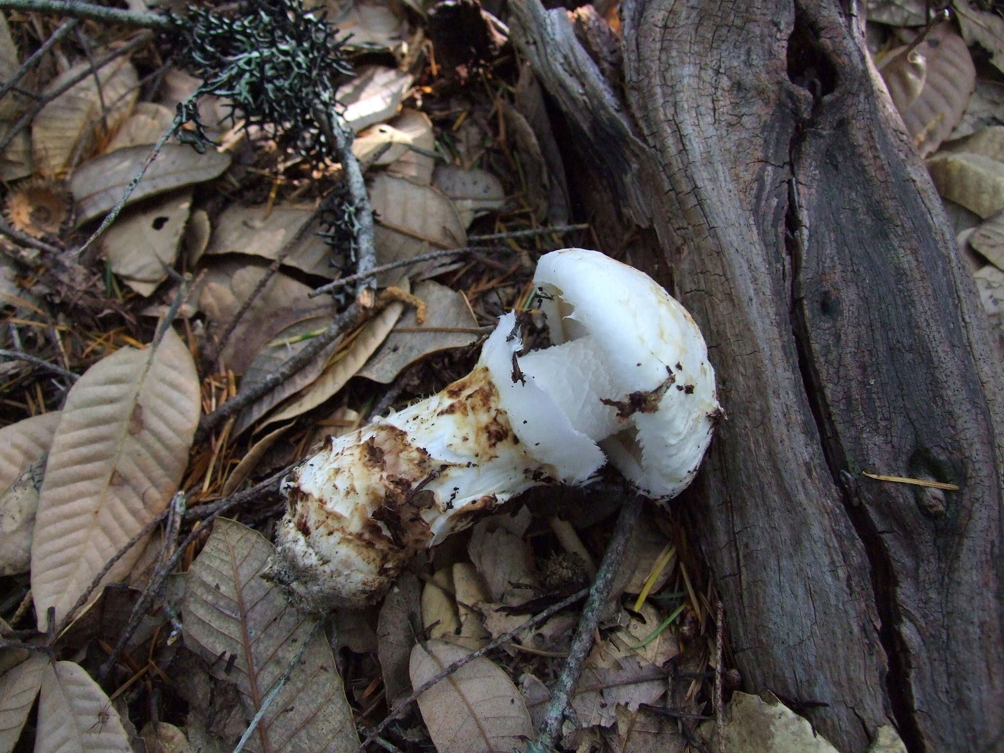 Image of Tricholoma dulciolens Kytöv. 1989