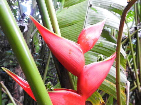 Image of Dwarf Jamaican Heliconia