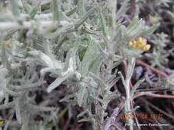 Image of Helichrysum cymosum subsp. calvum Hilliard