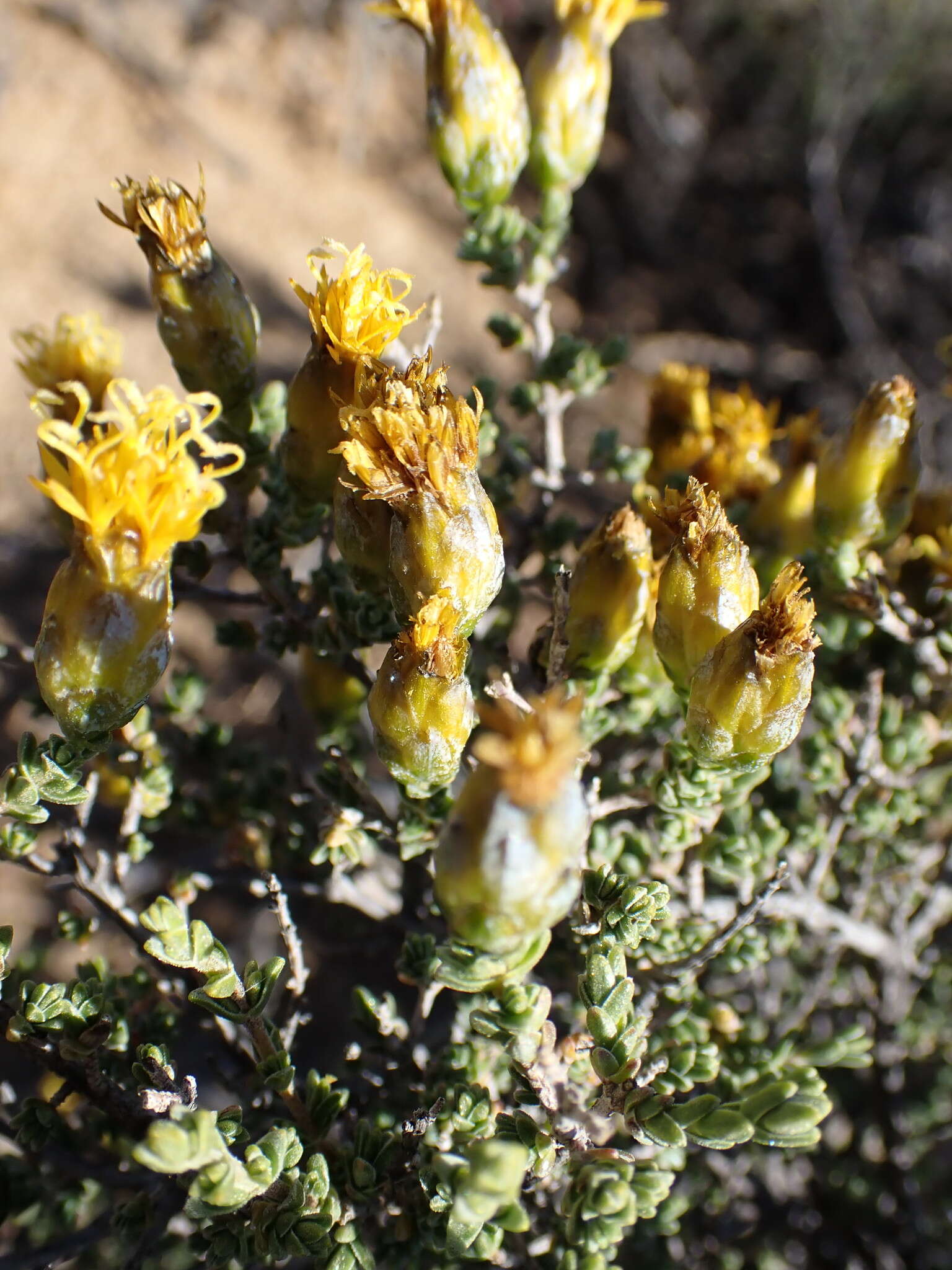 Imagem de Pteronia glomerata L. fil.