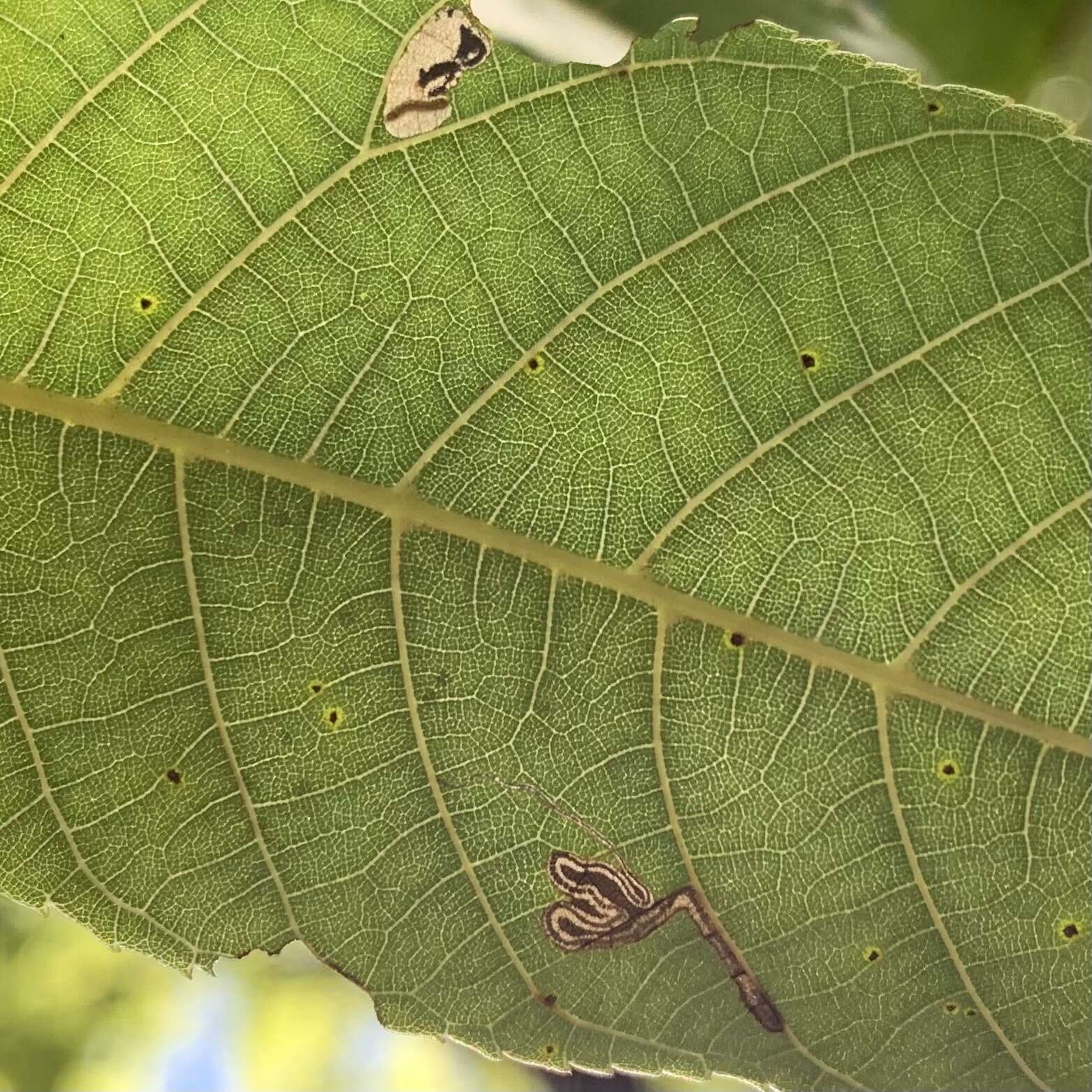 Imagem de Stigmella juglandifoliella (Clemens 1861) Wilkinson et al. 1979