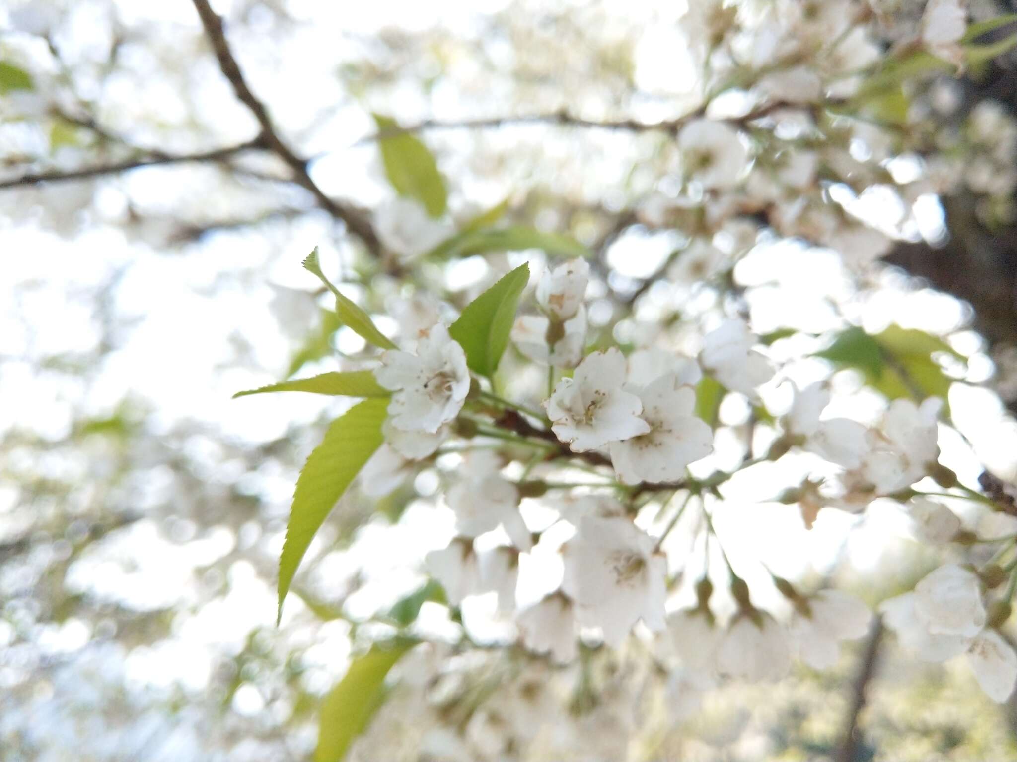 Imagem de Prunus spachiana (Lavallee ex H. Otto) Kitamura