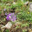 Sivun Linaria alpina subsp. filicaulis (Leresche & Levier) Lainz kuva