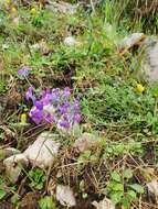 Image of Linaria alpina subsp. filicaulis (Leresche & Levier) Lainz
