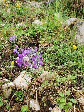 Plancia ëd Linaria alpina subsp. filicaulis (Leresche & Levier) Lainz