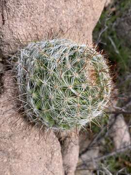 Image of greenflower nipple cactus