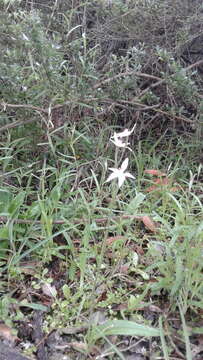 Image of Pink fairy orchid