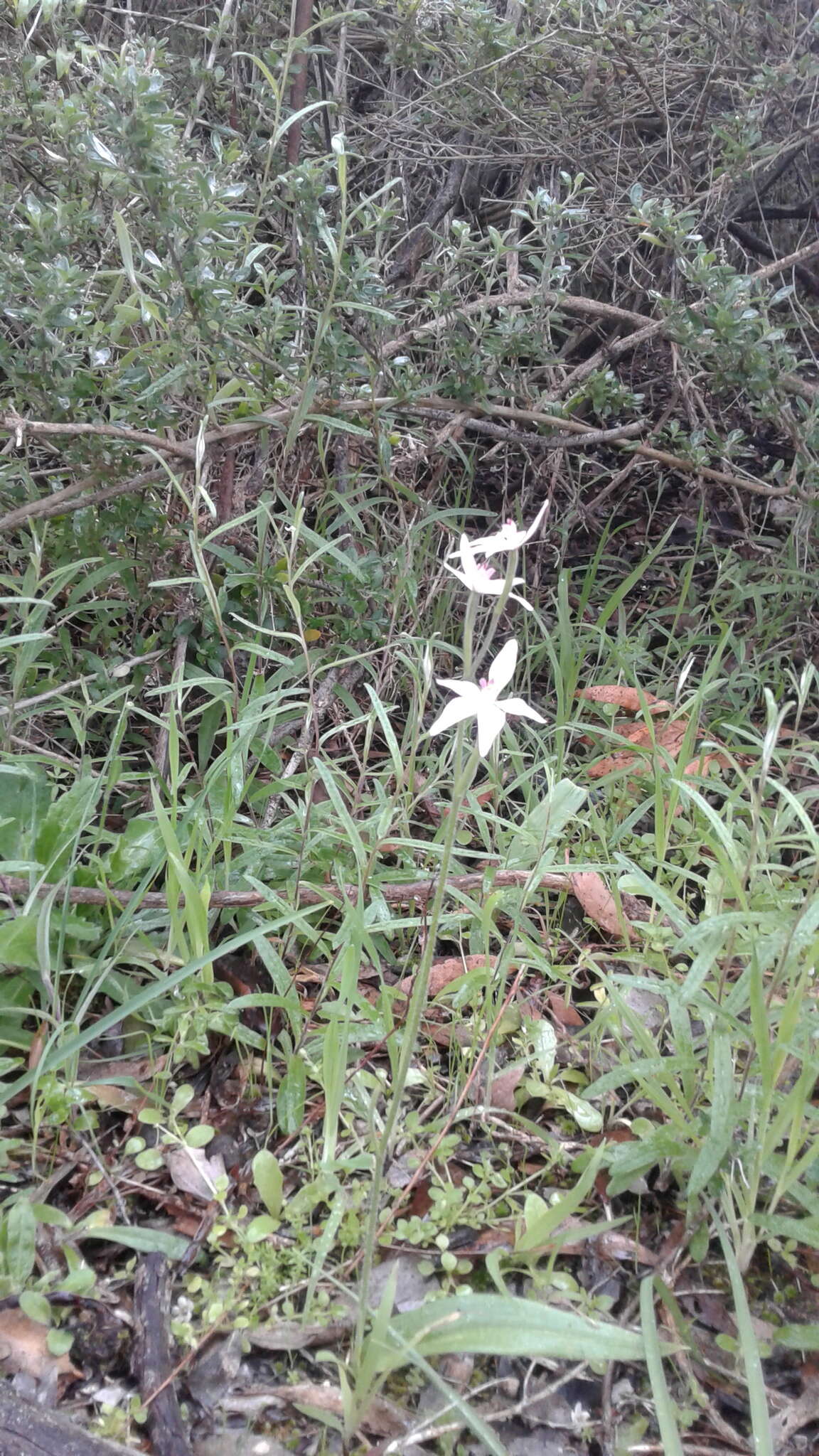 Image of Pink fairy orchid