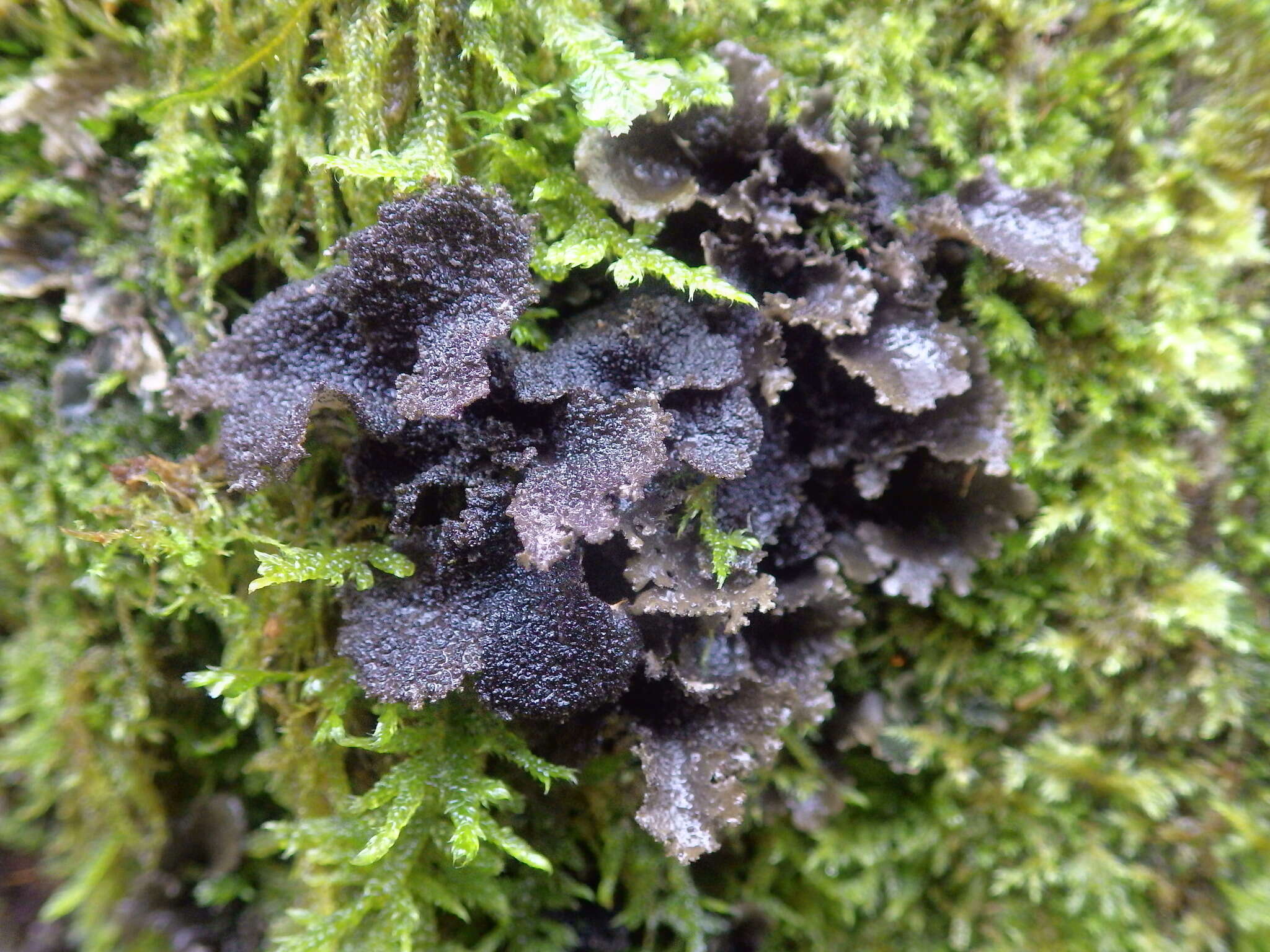 Image of spotted felt lichen