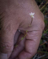 Image of Oregon Willowherb