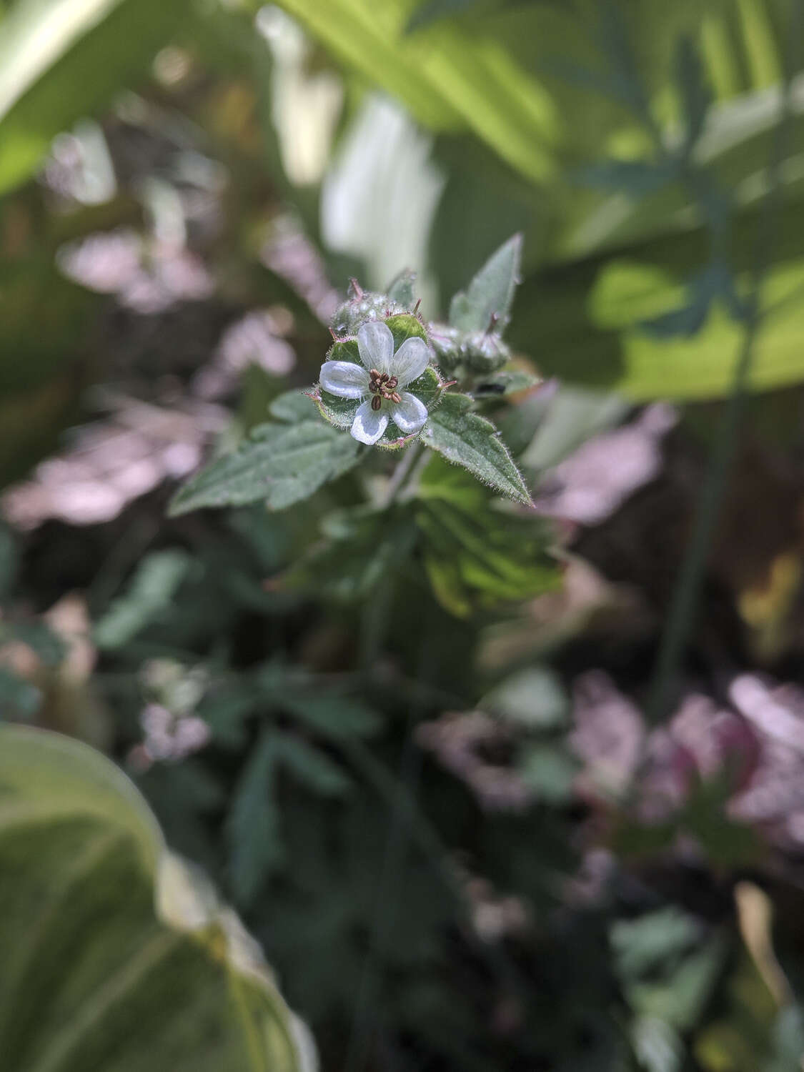 Image of California cranesbill