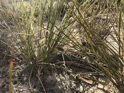 Sivun Lomandra leucocephala (R. Br.) Ewart kuva