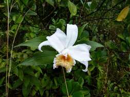 Image of Sobralia chrysostoma Dressler