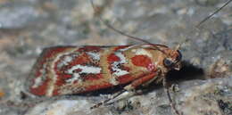 Imagem de Acrobasis porphyrella Duponchel 1836