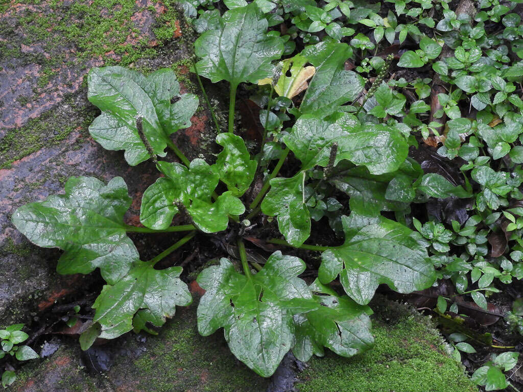 Image of Plantago palmata Hook. fil.