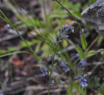 Imagem de Myosotis discolor Pers.