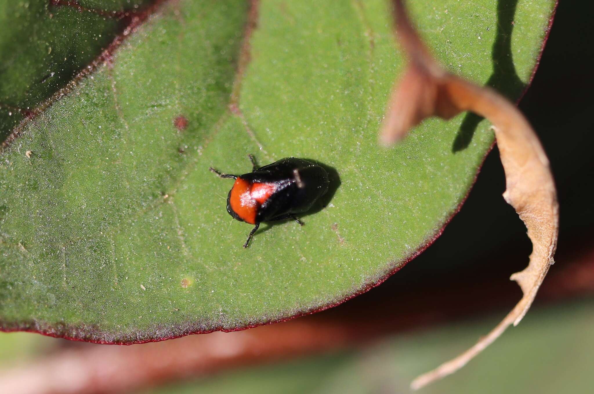 Image of Hindoloides bipunctata (Haupt 1924)