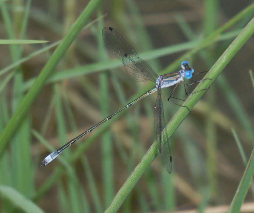 Image of Rainpool Spreadwing