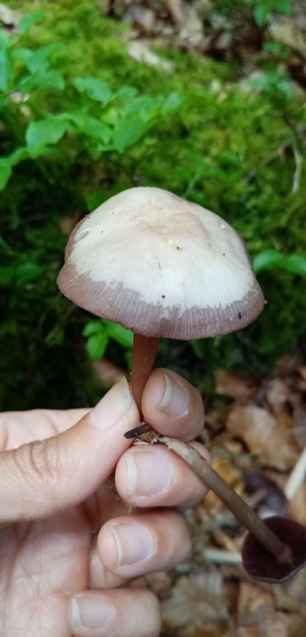 Mycena pelianthina (Fr.) Quél. 1872 resmi