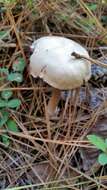 Image de Laccaria ochropurpurea (Berk.) Peck 1897