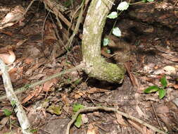 Image of Ventilago pubiflora Francis