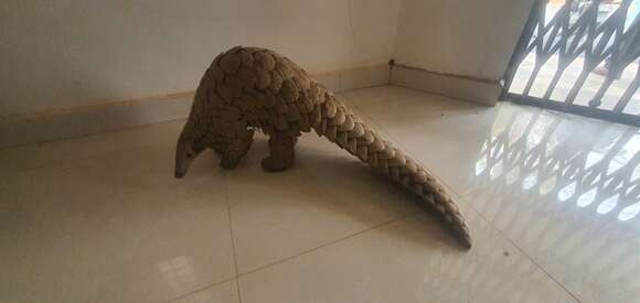 Image of Indian Pangolin