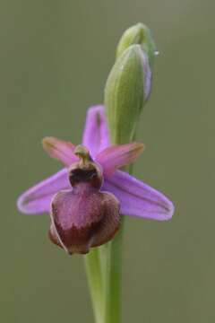 Image of Ophrys sphegodes subsp. aveyronensis J. J. Wood