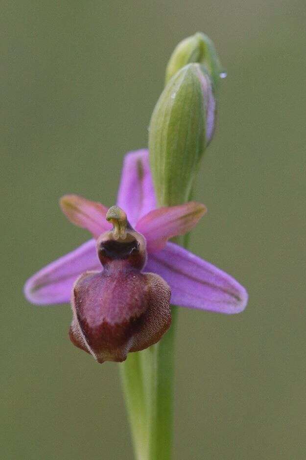 صورة Ophrys sphegodes subsp. aveyronensis J. J. Wood