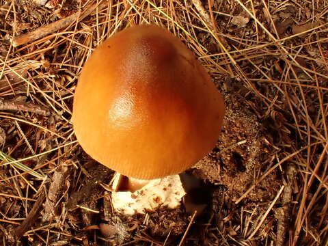 Image of Amanita sinicoflava Tulloss 1988