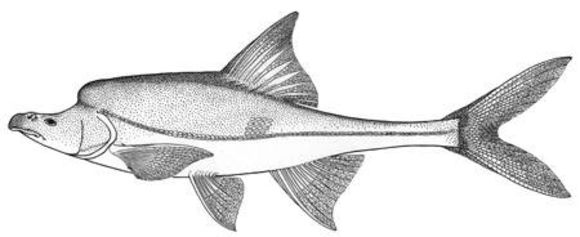 Image of Humpback Chub