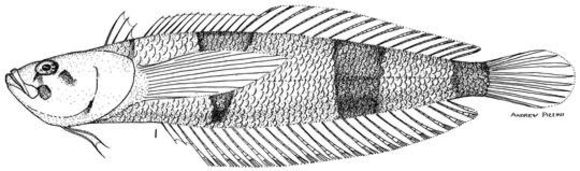 Image of Saddle Stargazer