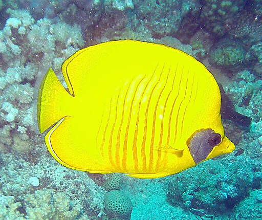 Image of Addis Butterflyfish