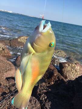 Image of Blue Tuskfish