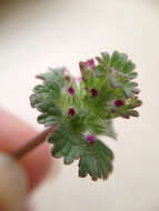 Image of common henbit