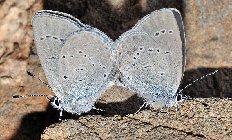 Image of Lorquin’s Blue