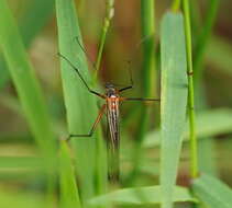 Image of Harpobittacus australis (Klug 1838)