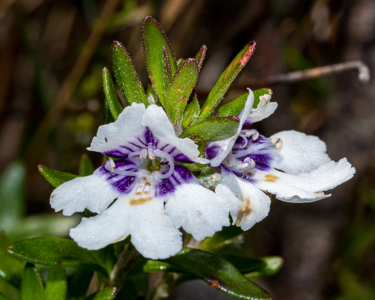 Image of Prostanthera saxicola R. Br.