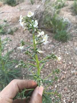 Image of Sticky Cheat Gily-Flower