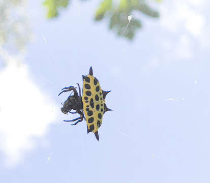 Image of Gasteracantha taeniata (Walckenaer 1841)