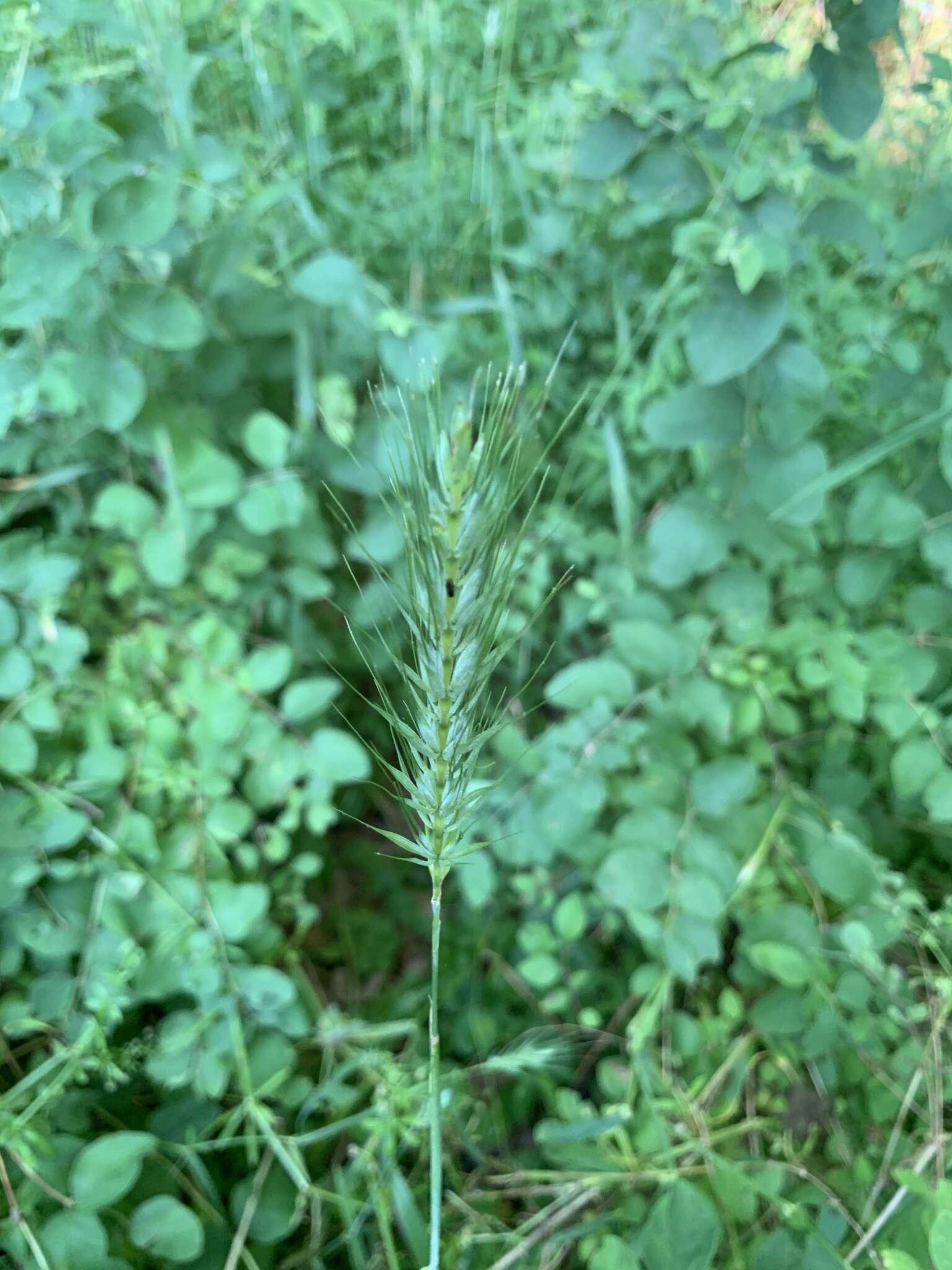 Imagem de Elymus macgregorii R. E. Brooks & J. J. N. Campb.