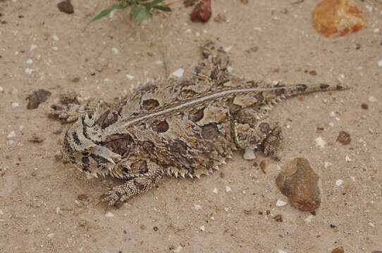 Image of Texas Horned Lizard