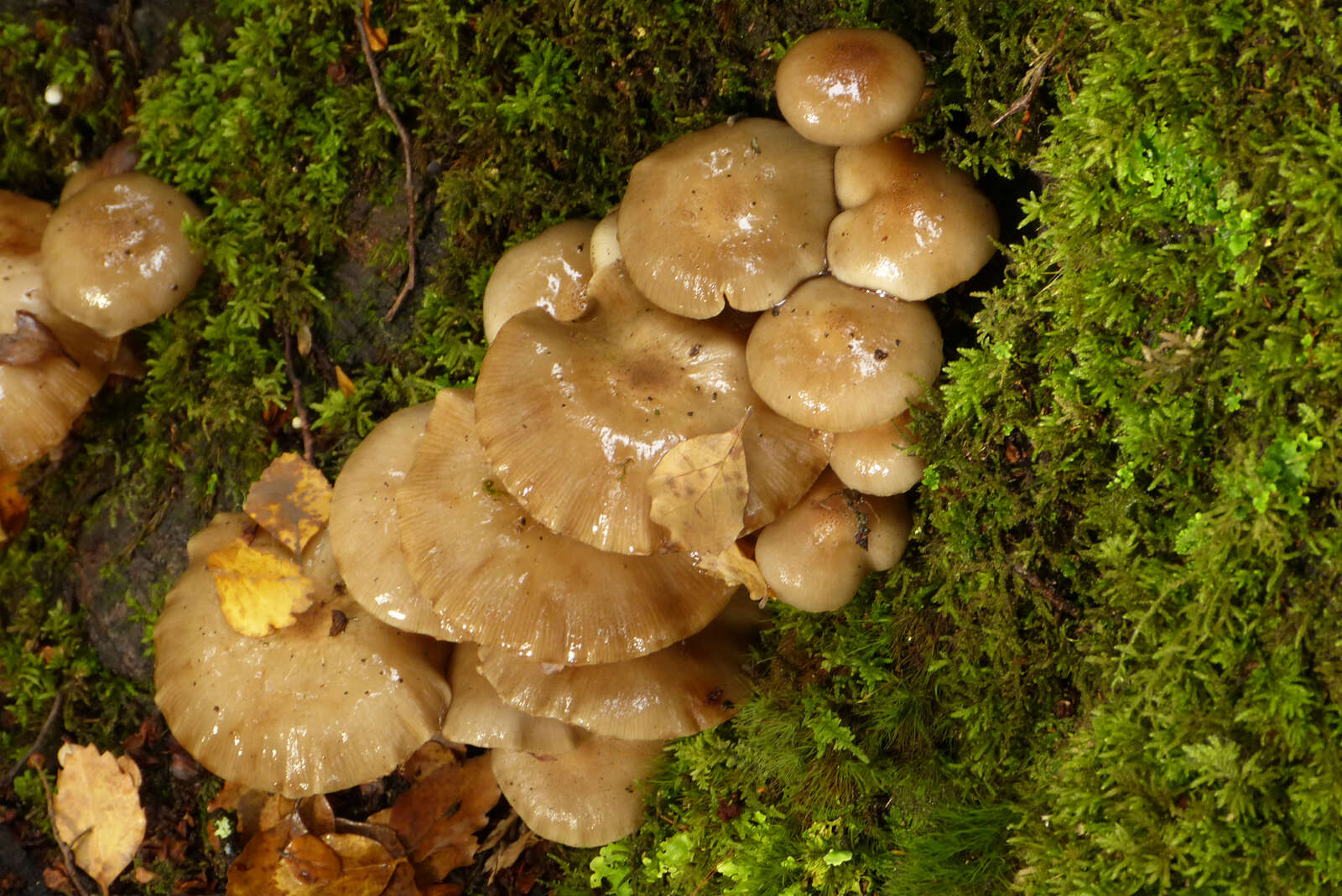 صورة Armillaria novae-zelandiae (G. Stev.) Boesew. 1977