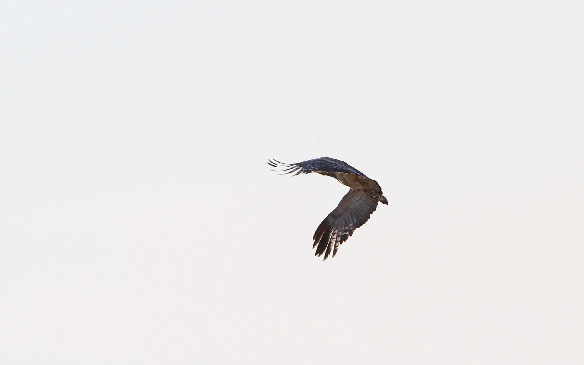 Image of Arabian Bustard