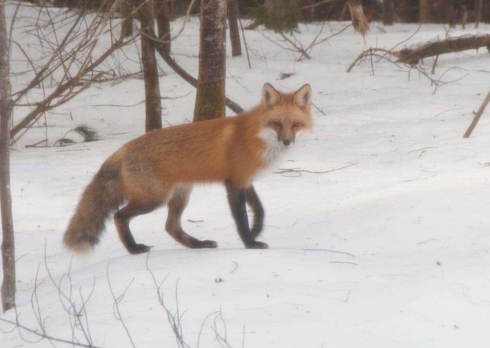 Image of Foxes