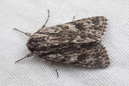 صورة Acronicta perdita Grote 1874