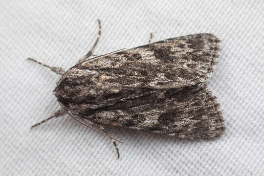 Acronicta perdita Grote 1874的圖片