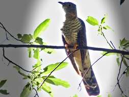 Image of Red-chested Cuckoo