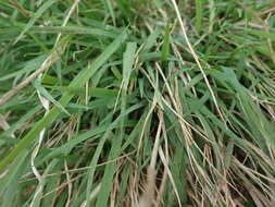 Image of Weeping Grass